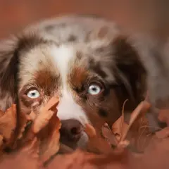 En hund med isblå ögon kikar fram bakom höstlöv. Denna ekollon hund njuter av hösten.