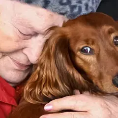 En äldre kvinna kramar en långhårig tax. Hunden ser lite orolig ut, som om den nyligen hittat bortsprungen hund.