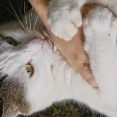 En närbild på en katt som ligger på rygg, med en hand som smeker den. Kattens svans viftar på svansen i en lekfull gest.