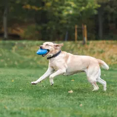 Glad labrador springer med blå leksak i munnen på en grön gräsmatta. En hund som får fiberrik mat mår bra!