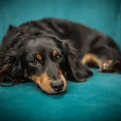 En långhårig tax vilar på en turkos soffa. Den ser lite ledsen ut, kanske saknar den sin familj vid delad vårdnad hund.