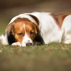 En brunvit hund vilar på gräset, ser lite trött ut. Kanske har den leversjukdom hund och behöver vila.
