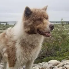En ståtlig kanadensisk eskimohund med brun och vit päls står i ett stenigt landskap med grön vegetation och en sjö i bakgrunden.