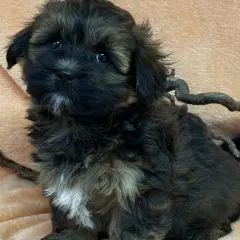 En söt bichon frisé svart valp med stora ögon sitter på en mjuk, persikofärgad filt.
