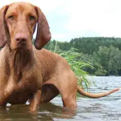 En ståtlig ungersk vizsla står i grunt vatten vid en sjö, med en skogsklädd strand i bakgrunden.