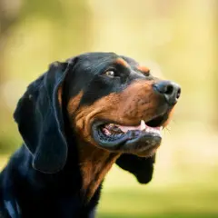 En stilig svart och brun hund med öppen mun, redo för ett äventyr. Kanske en hund att låna för en dag i parken?