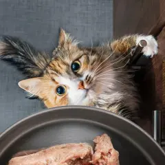En katt med stora ögon tittar ner på en skål med helfoder.