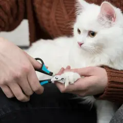 En person klipper klorna på en vit katt.