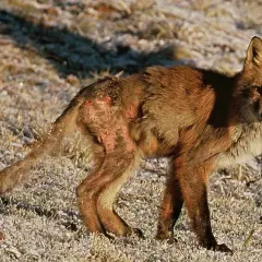 Räv med synliga hudskador, som kan likna hur skabb ser ut på hund. Pälsen är tunn och huden röd och irriterad.