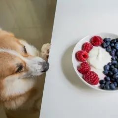 En nyfiken grekisk yoghurt hund kikar fram bakom ett bord mot en skål med bär och yoghurt.