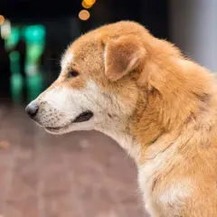 En hund med pälsförlust och fläckar, potentiella valpsjuka symtom.
