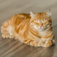 En söt orange randig katt vilar på ett trägolv. Undrar du hur mycket kostar en kattunge?