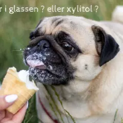 En mops slickar glass, men var försiktig, xylitol är farligt för hundar.