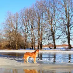 En vacker vinter hund står på isen vid en frusen sjö, omgiven av kala träd under en klarblå himmel.