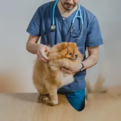 Veterinär undersöker en fluffig Pomeranian, kanske för att utreda en kvalsterallergi hund.