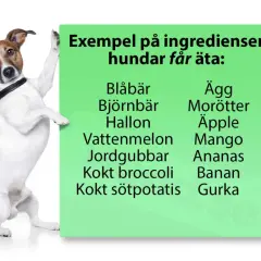 En hund lutar sig mot en grön skylt med texten "Exempel på ingredienser hundar får äta:", där morötter listas som en av dem.