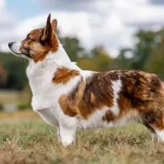 En ståtlig corgi med vackert tigrerad päls och en kort, nästan osynlig corgi svans, står i gräset.