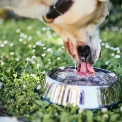 En hund dricker ur en vattenskål i gräset bland små vita blommor.