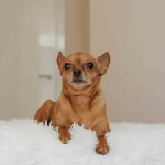 En brun chihuahua ligger på en vit, fluffig yta. Kanske är det dags att få hund att gå upp i vikt med extra god mat?