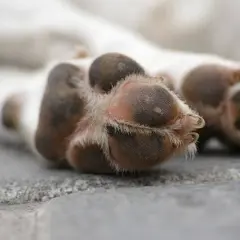Close-up of a dog's paw pads, showing their texture and surrounding fur.