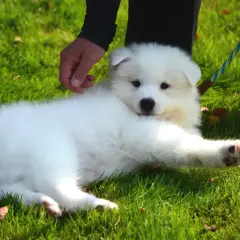 En fluffig vit valp, en av de söta japanska hundarna, ligger på gräset och får en klapp.