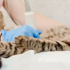 En veterinär gör ultraljud på en gravid katt för att se hur ungarna mår.