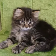 En söt sibirisk skogskatt-kattunge med randig päls sitter på en grön matta.