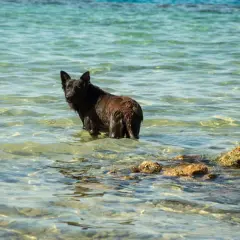 En mörk, blöt hund står i det klara vattnet, en riktig vattensvans hund som njuter av en svalkande stund vid havet.