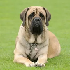 En stor, lugn mastiff hund ligger på en grön gräsmatta.