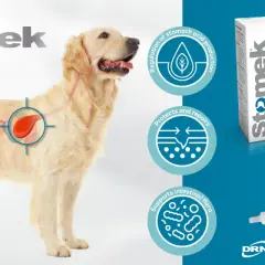 Golden retriever med illustration av magen. Stomek hjälper vid tarminflammation hund symptom, reglerar magsyra och skyddar tarmen.