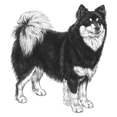 Teckning av en finsk lapphund med fluffig svans. Hundens vikt är typisk för rasen, ca 15-25 kg.