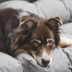 En brun hund vilar på en grå kudde. Ett hotell med djur där hunden verkar trivas.