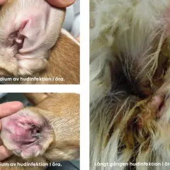 Hundöron visar tidiga, senare och långt gångna stadier av hudinfektion. En hund med dermatit i örat kan behöva veterinärvård.