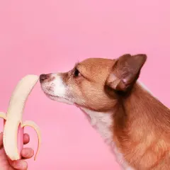 En brun och vit hund nosar nyfiket på en skalad banan mot en rosa bakgrund.