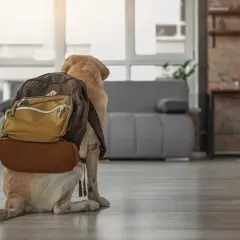 En hund med ryggsäck redo för äventyr. Undrar vad kostar hundpensionat?