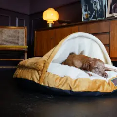 En brun hund sover gott i sin mysiga hundbädd. Frågan är bara var ska hunden sova ikväll?