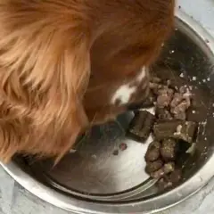 En hund spyr upp maten ur sin matskål.