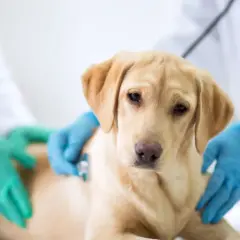 En gul labrador undersöks av veterinär med stetoskop. Hunden kan ha parainfluensa.