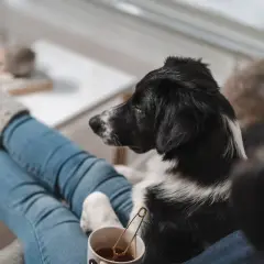 En hund dålig i magen vilar på någons knä. Personen har jeans och tjocka strumpor.