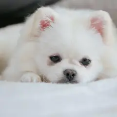 En vit pomeranian vilar på en mjuk filt. Även om den ser söt ut, är det viktigt att känna till vanliga pomeranian sjukdomar för att hålla din hund frisk.