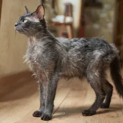 Grå katt med tunn päls, som om den tappar hår, står på ett trägolv och tittar ut.