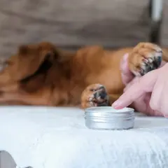En person applicerar salva på en hunds tass. Hunden ligger avslappnad på en vit filt.