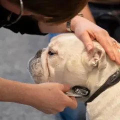 En veterinär undersöker en trubbnosig hund med stetoskop. Hunden har en kedja runt halsen.