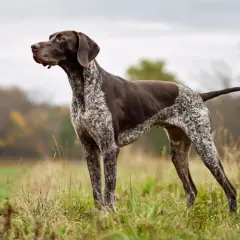En brunvit hund står i ett gräsigt fält. Hur många hårstrån har en hund? Det är omöjligt att räkna, men denna hund ser ut att ha en vacker päls.