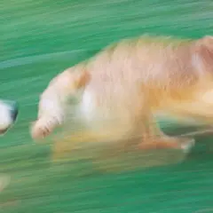 Två hundar springer i gräset. En vit hund tittar framåt, en gyllene hund springer framför. Att berika hundens mat kan ge dem mer energi för lek.
