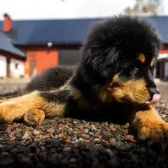 En söt valp av en potentiellt dyraste hundrasen ligger på grus framför röda byggnader.