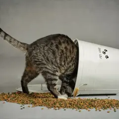 En underviktig katt gräver i en omkullvält hink med torrfoder.
