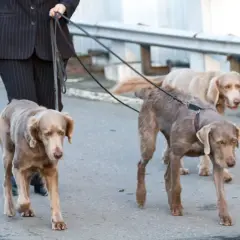 Person i kostym går med tre hundar i koppel. Koppeltvång hund är viktigt för att alla ska trivas.