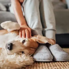 En hund med kennelhosta vilar på en matta medan en person klappar den.