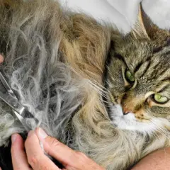 En person klipper försiktigt tovor ur pälsen på en vacker, långhårig katt med gröna ögon.